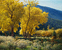 realistic golden cottonwoods oil painting by William Hagerman
